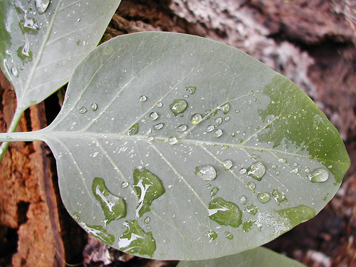 Tobacco leaf