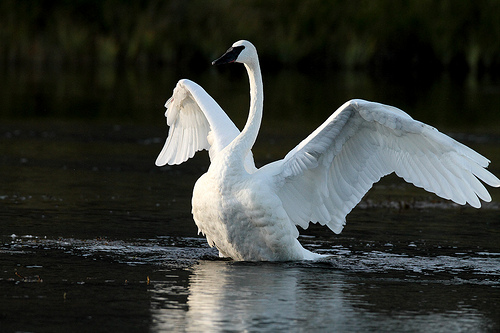 Trumpeter swan