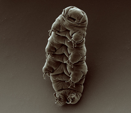 Water bear