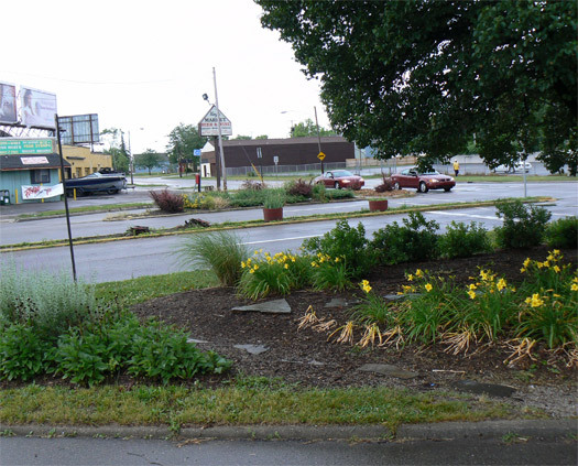 Median flowers