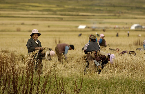 China wheat farming