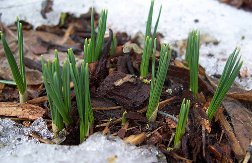 Shoots in snow.