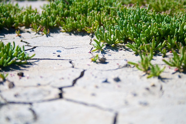 Closeup of salt plant