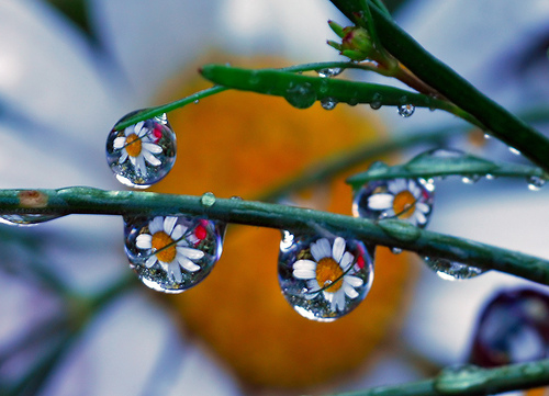 Flower and droplets.