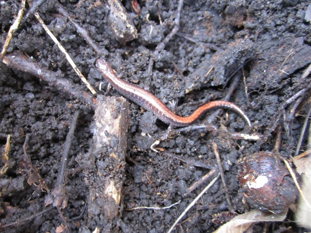 Salamander