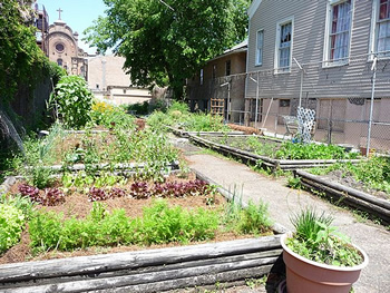 urban garden