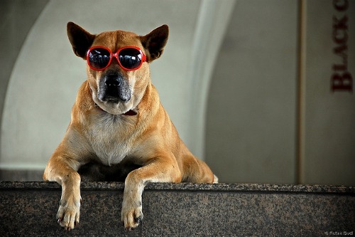 Dog with sunglasses.