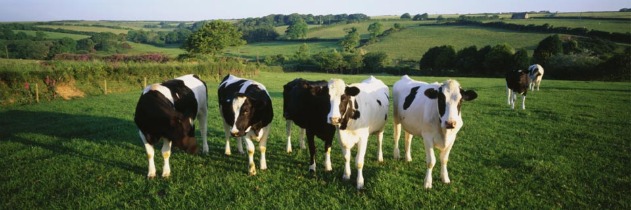 Cows.