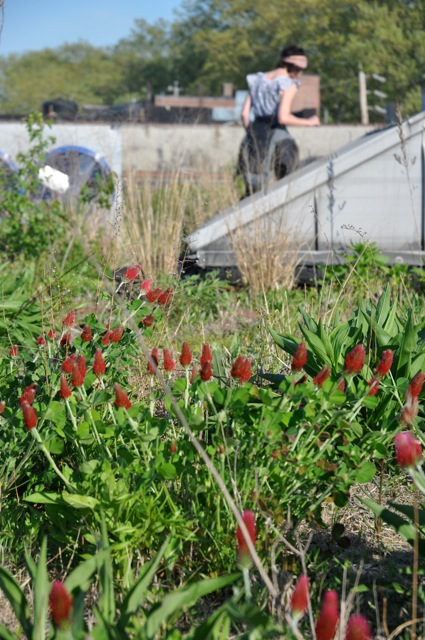 Green roof