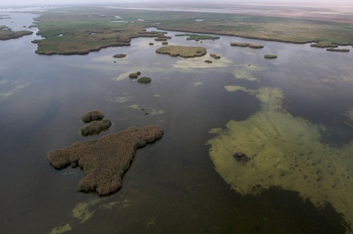 The marshes.