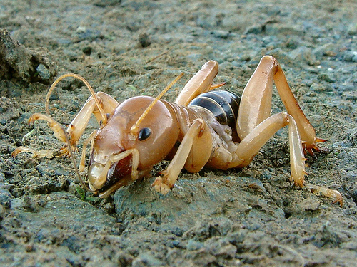 Jerusalem cricket.