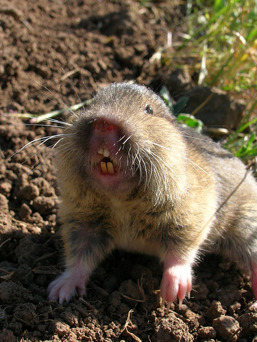 Pocket gopher.