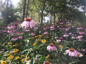 echinacea