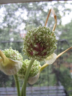 garlic scapes