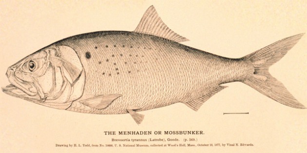 Menhaden fish. 