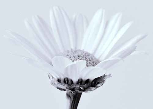 White flower.