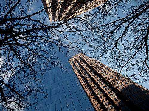 Trees and skyscrapers. 