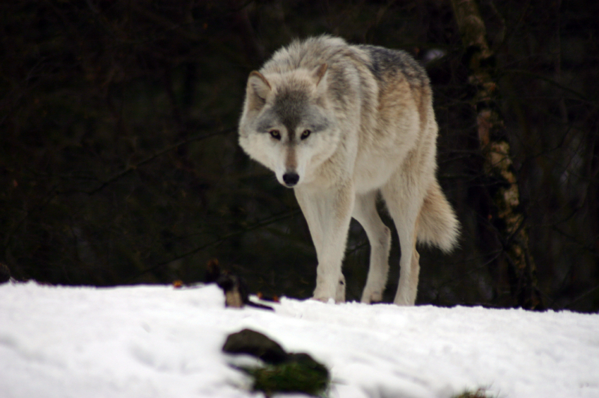 Arctic wolf