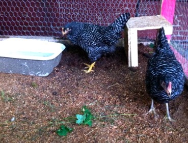 barred rock chickens