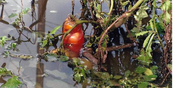 drowned tomato