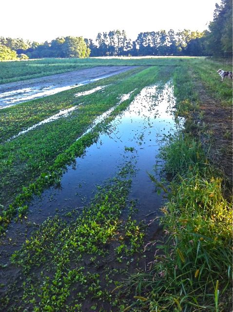 Flooded farm.