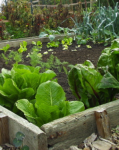 raised bed