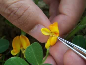 pollinating plant