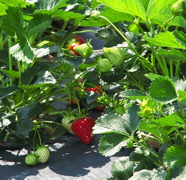 strawberry plant