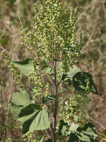 ragweed