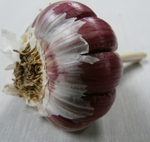 garlic