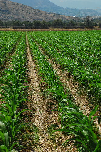 corn on wheat residue