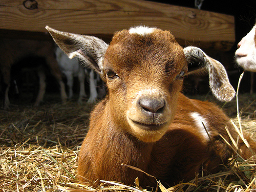 dwarf goat