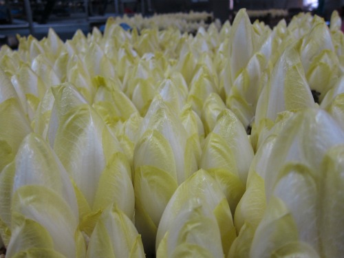 Endives.