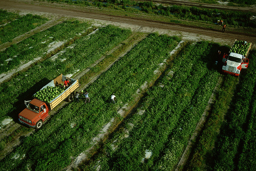 Farmworkers. 