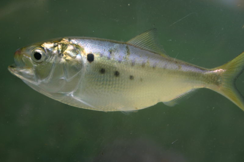 menhaden