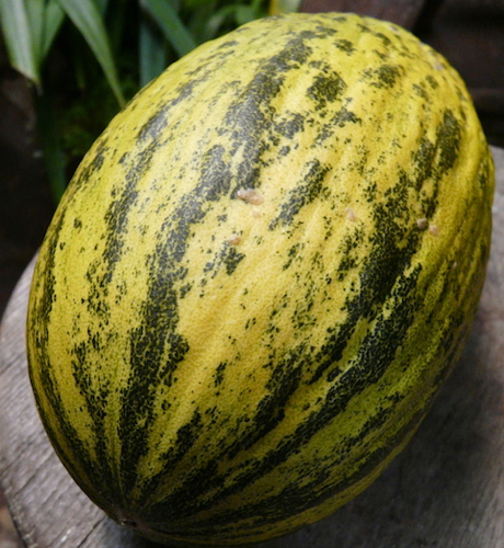 melon