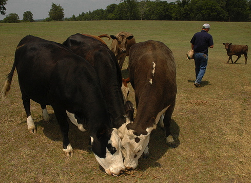 cows eat protein cubes