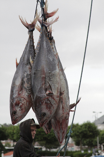 The Atlantic bluefin tuna.