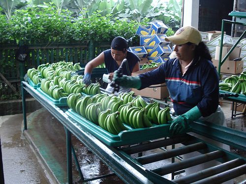 banan packing