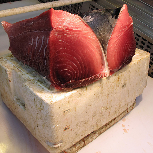 Bluefin tuna.