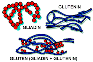 gluten