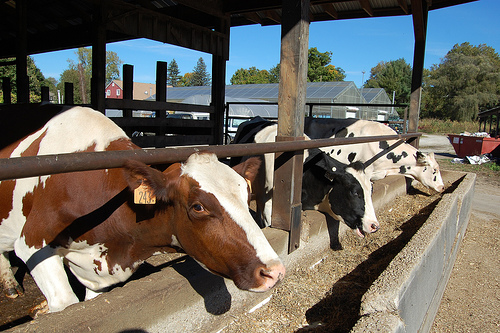 feedlot