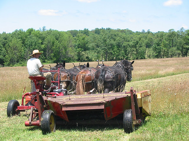 hay mowing