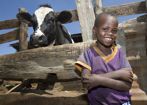 boy with cow