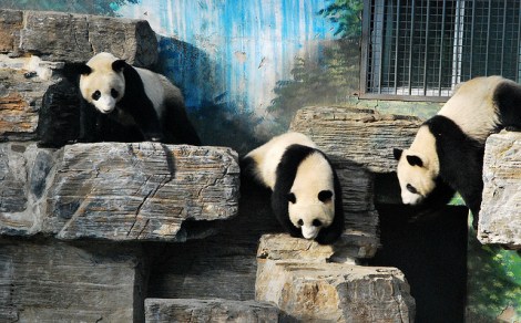 pandas_flickr_maywong_photos.jpg