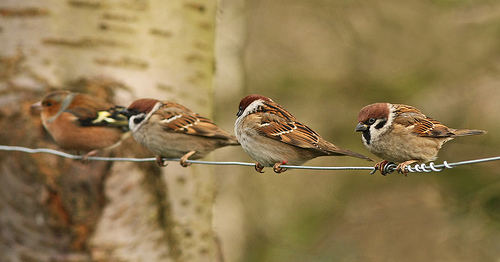 birds on wire