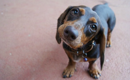 Daschund.