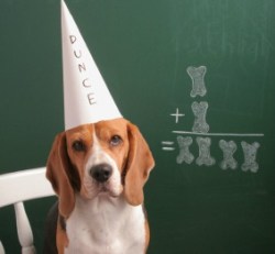 dog-dunce-cap-hp