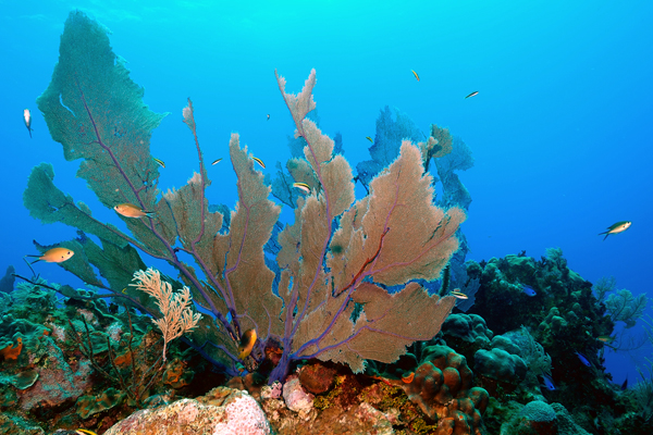 Caribbean coral