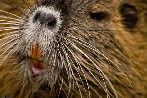 nutria